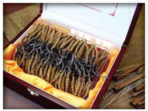 海勃湾冬虫夏草回收